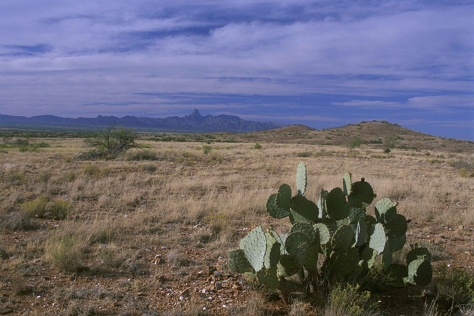 Desert domestic park