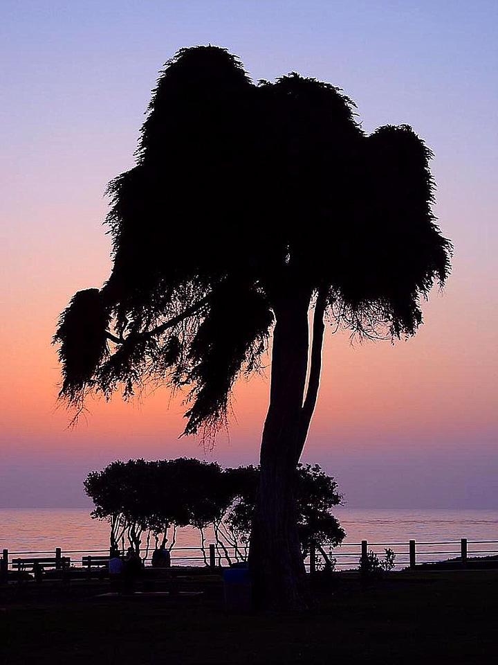 Sunset tree photo