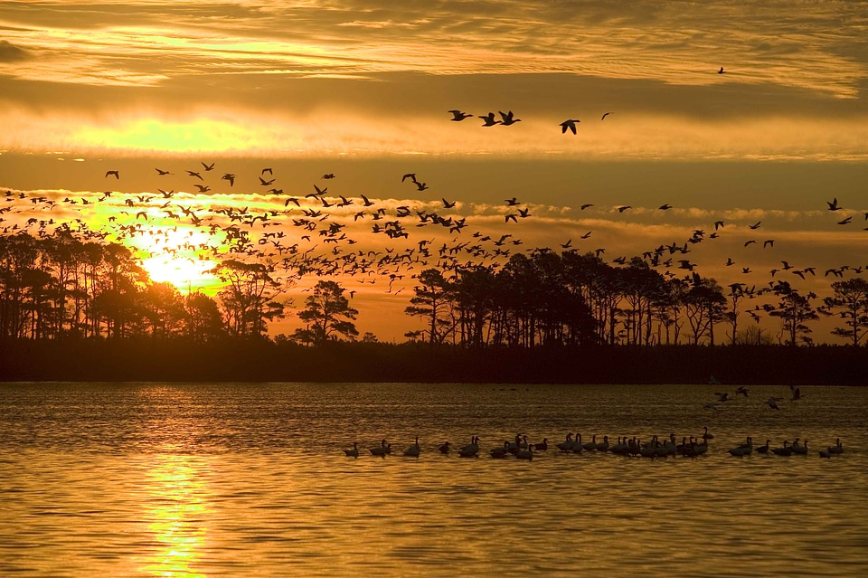 Aquatic Bird camp grace