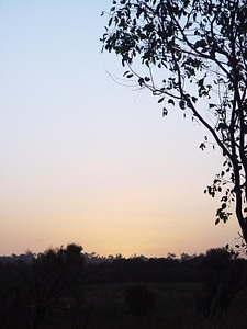 Silhouette sunset tree photo