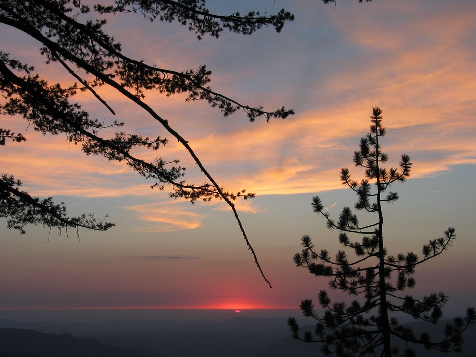 Clouds pine sunset photo