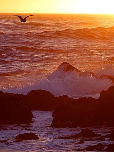 Ocean  