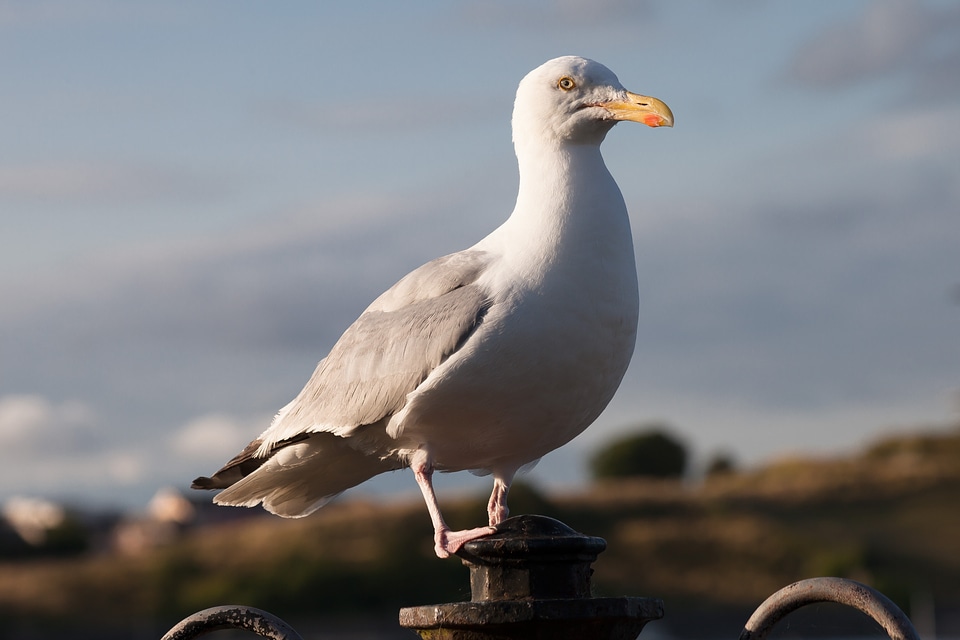 Plover like charadriiformes gull birds