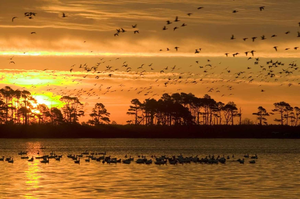 Aquatic Bird clouds frame