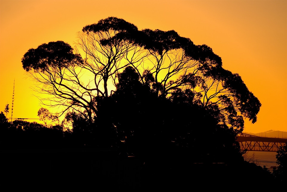 Angophora Costata sunset tree