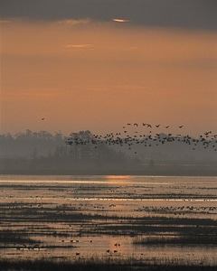 Domestic nature refuge photo