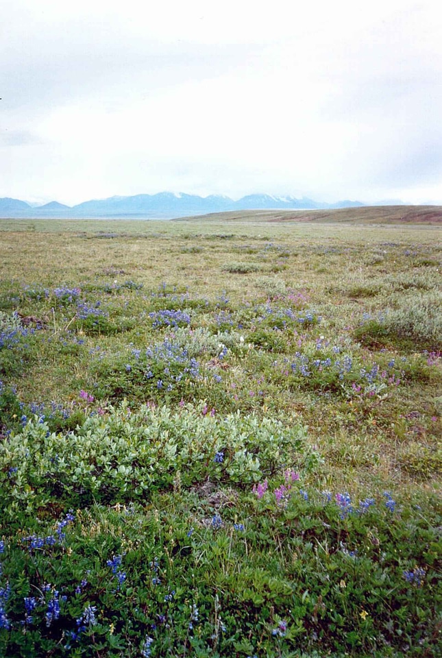 Tundra  