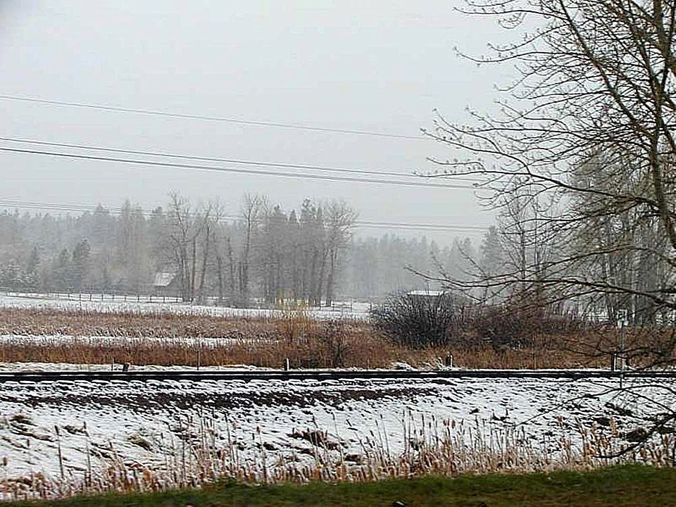Snow trees 
