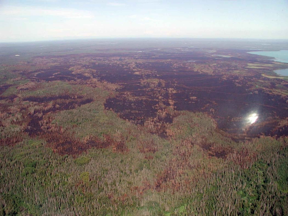 Area bark beetle beetle