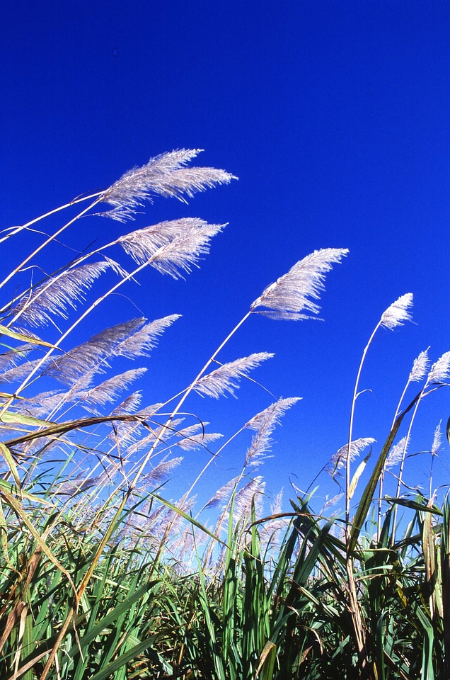 Array sugarcane 