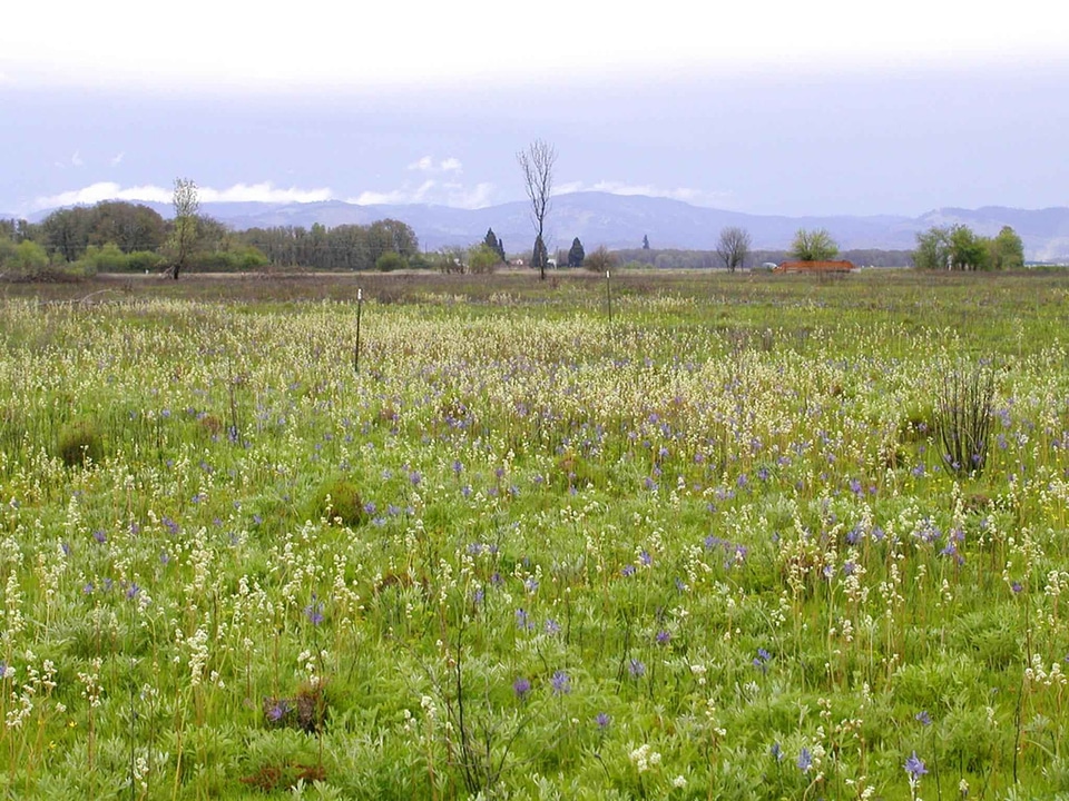 Blossoming Camassia scilloideae crops