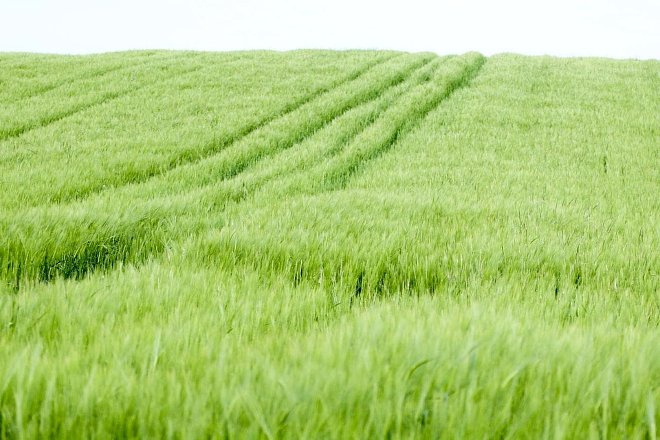 Grass Plants greenery 