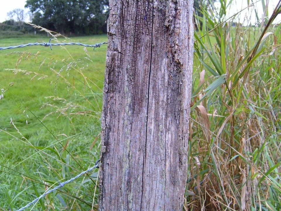 Ancient close lumber
