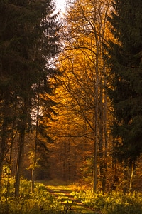 Sun backlighting trees photo