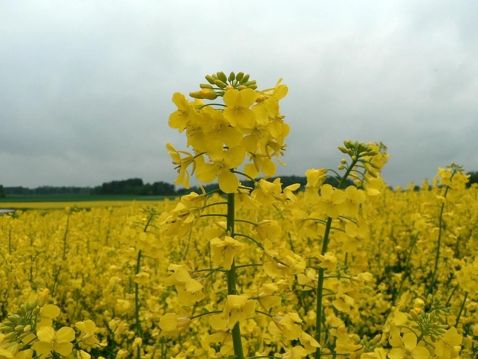 Bearing Brassicaceae 