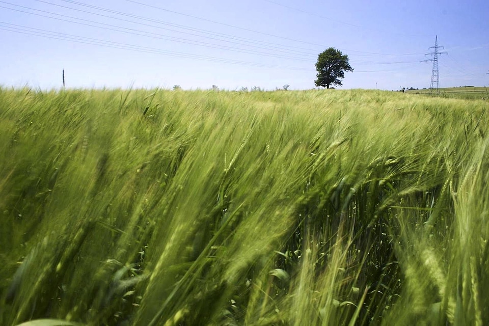 Grain grass plants greenery