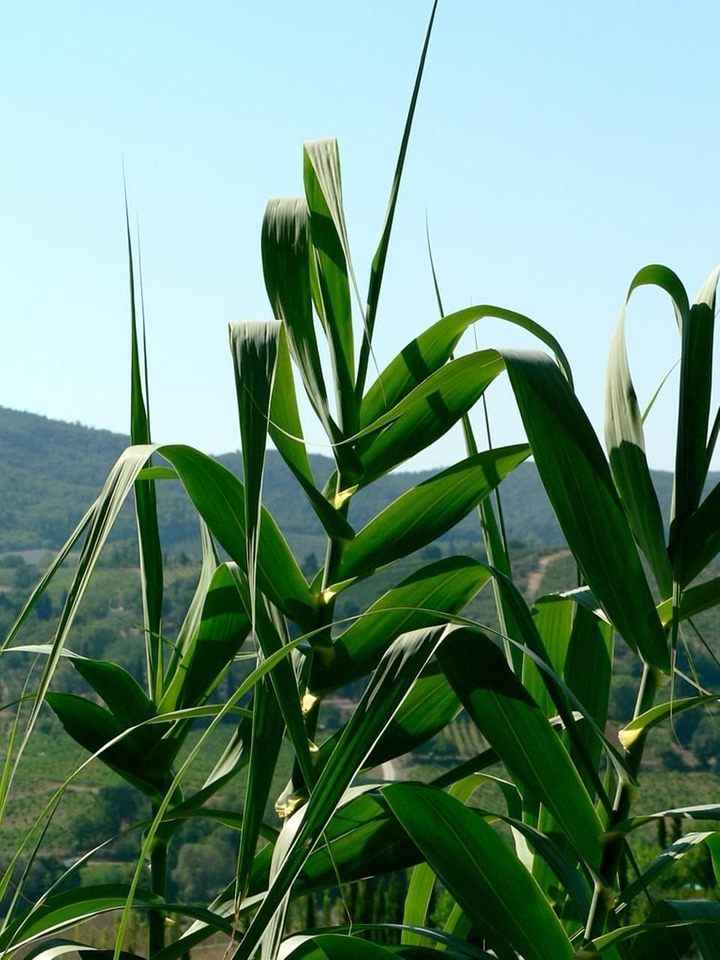 Bearing corn greenery