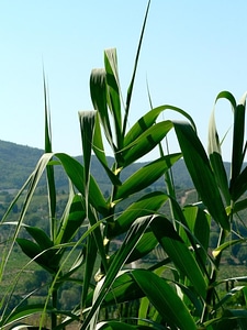 Bearing corn greenery