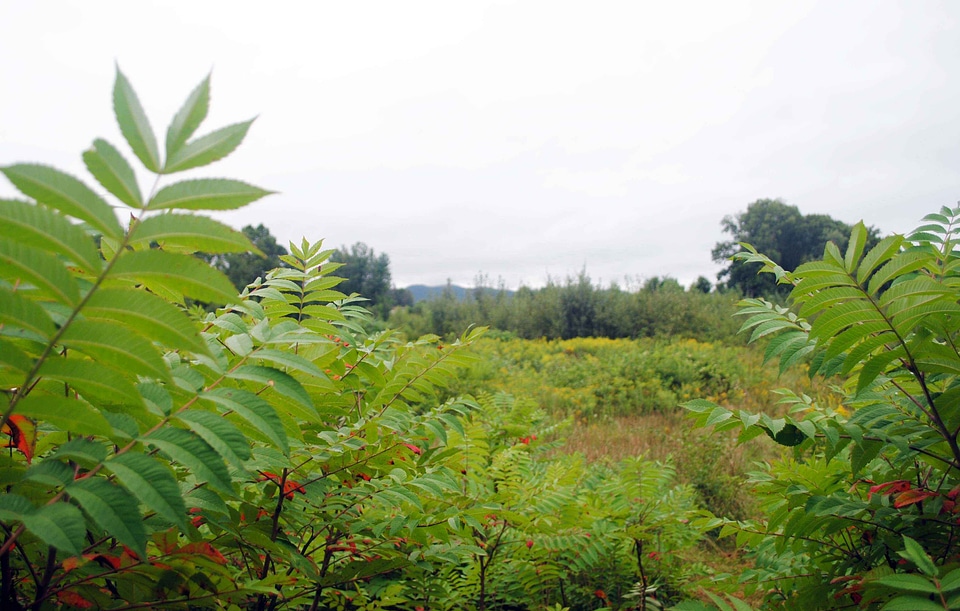 Greenery scenic 