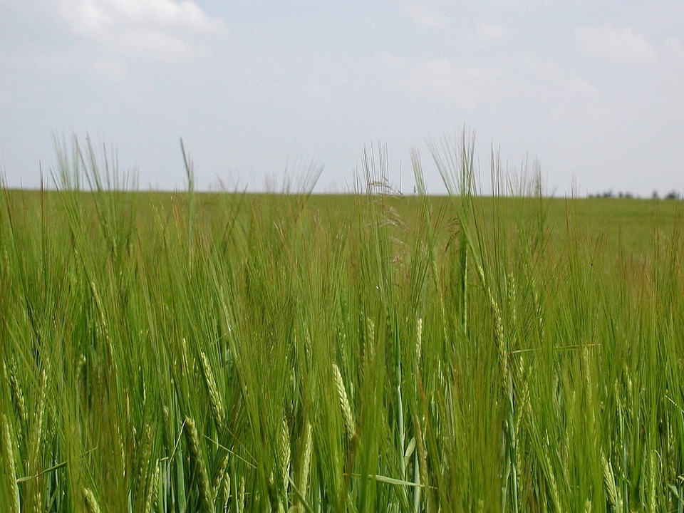 Earth grass plants greenery