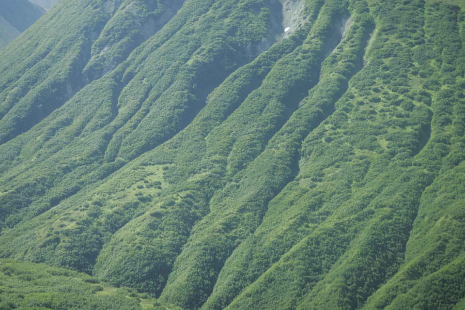 Greenery hill perspective