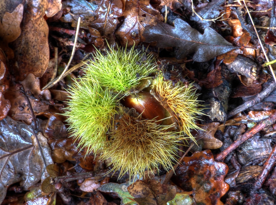 Seed pod seed season
