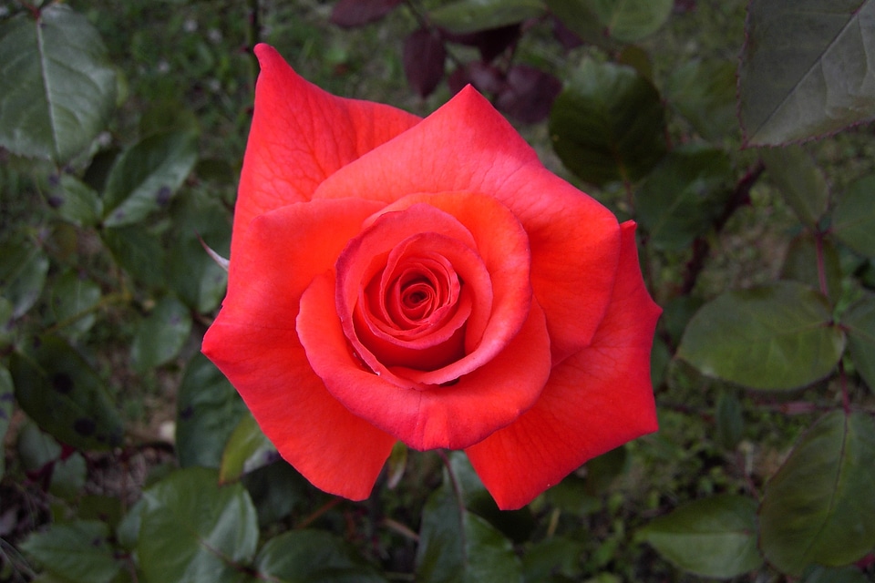 Red rose love