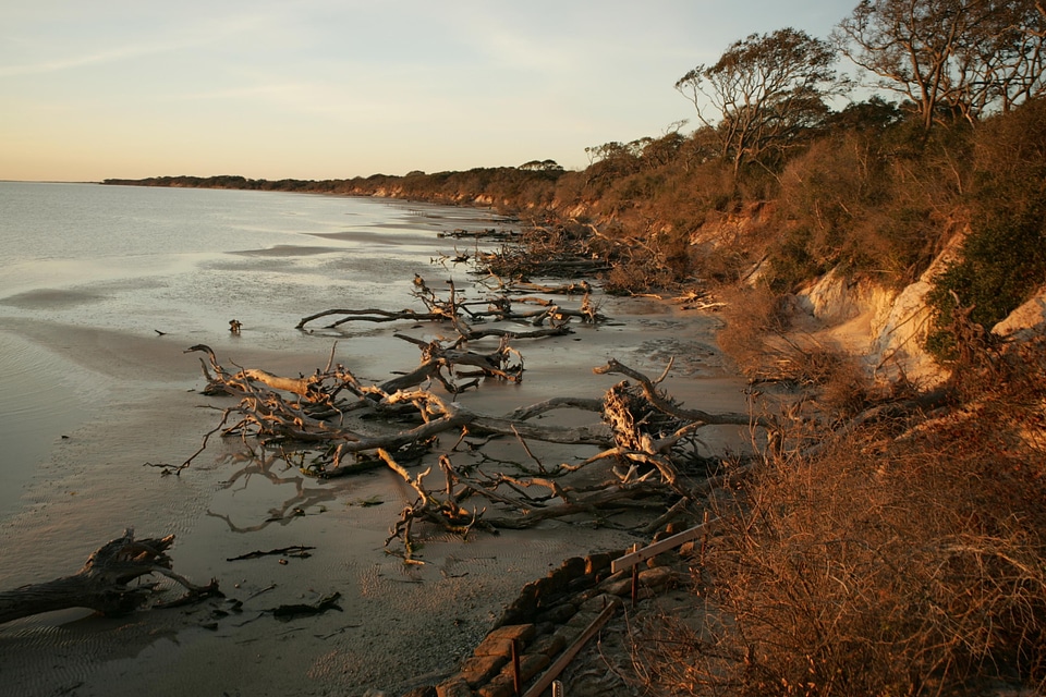 Driftwood shoreline 