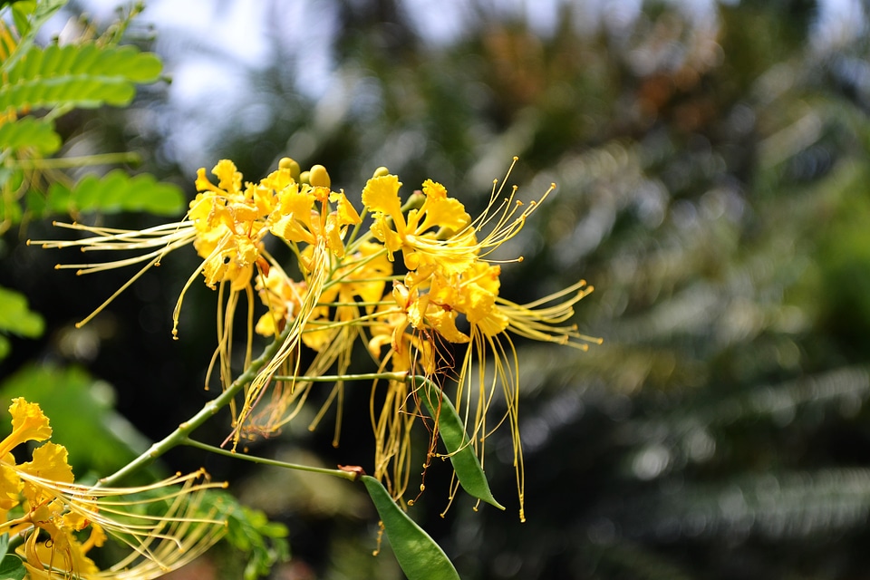 Wild flowers wild flower wild