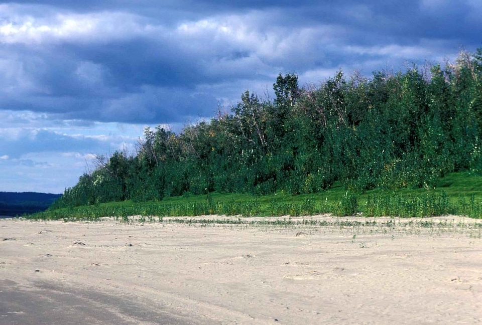 Grass Plants river shoreline