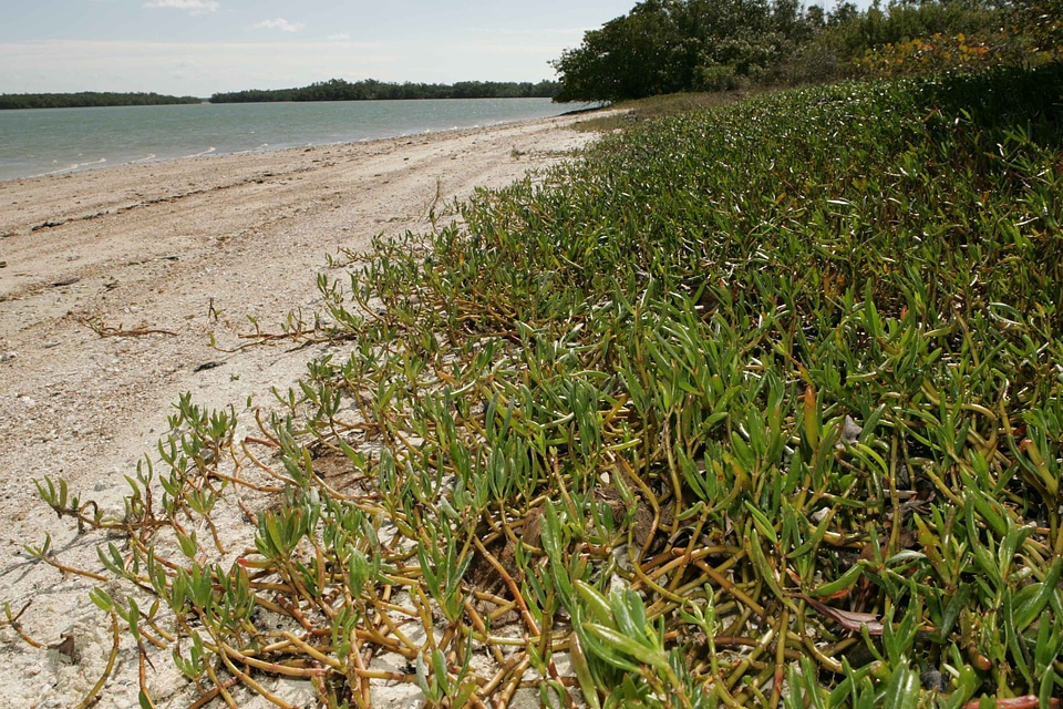 Border crops grass plants