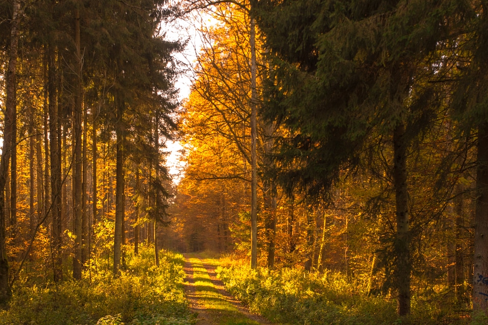 Sun backlighting trees