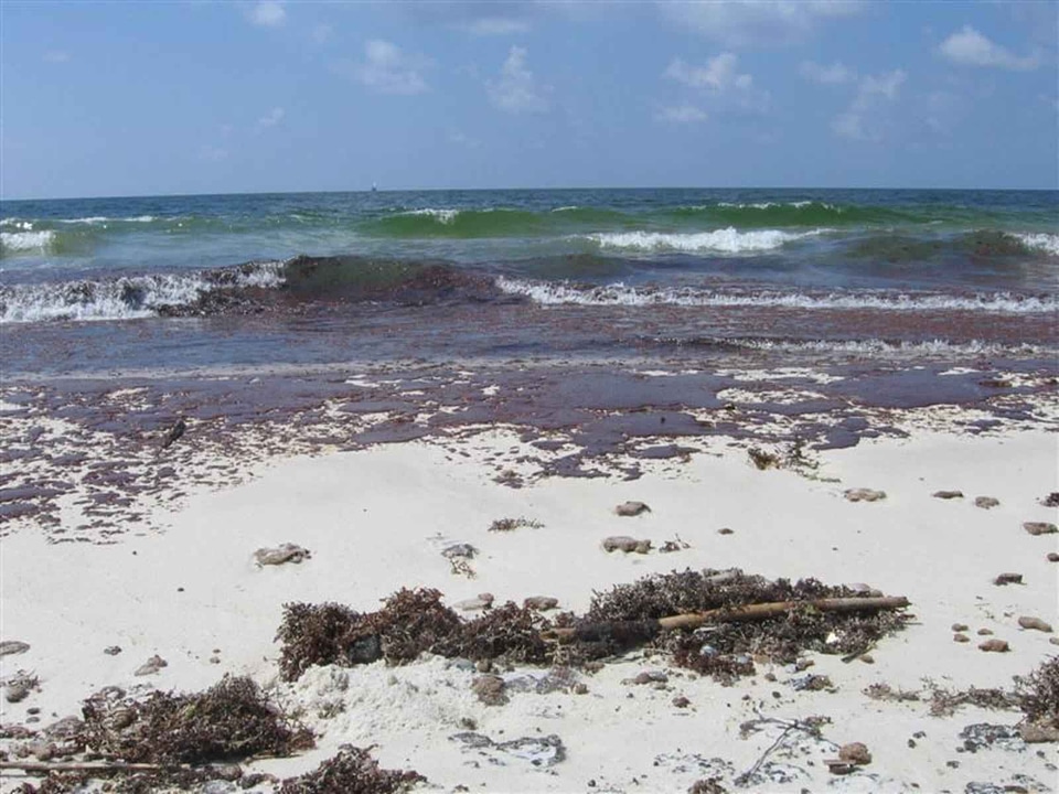 Oil oil slick phylum