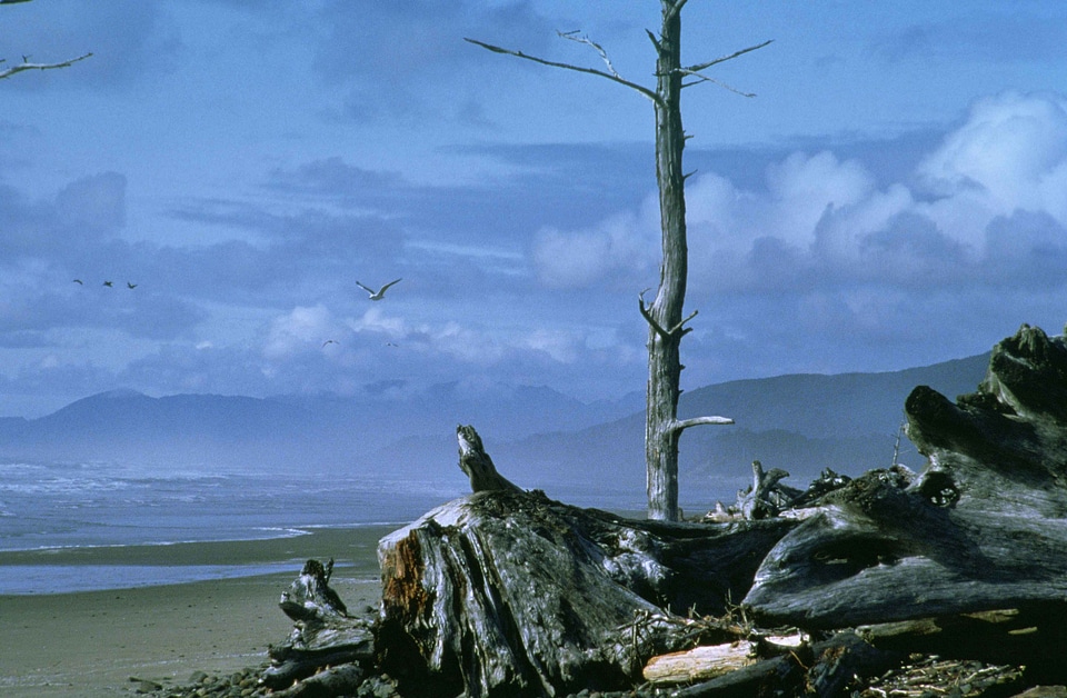 Ancient lumber phylum