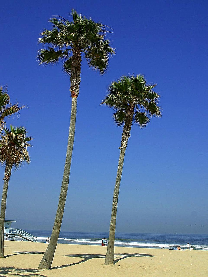 Palm phylum trees