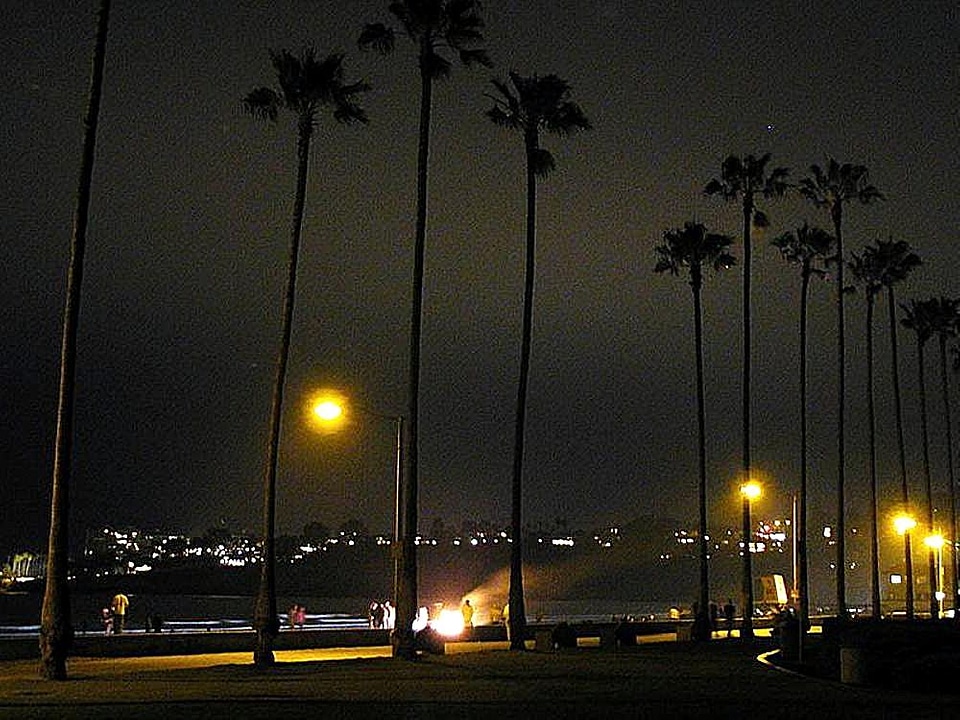 Evening palm trees