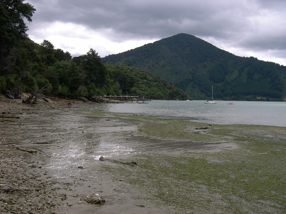 Low Tide mare phylum