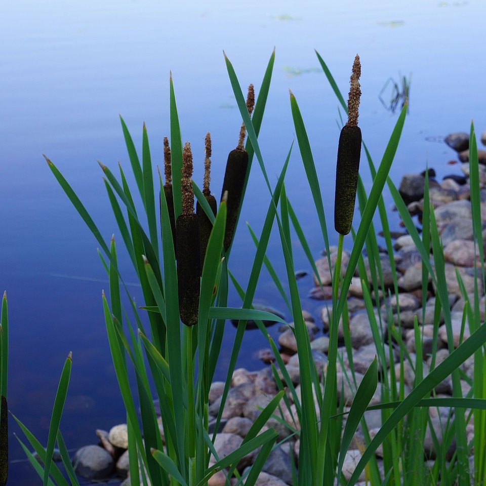 Bulrush typha brown flower