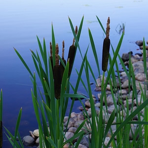 Bulrush typha brown flower