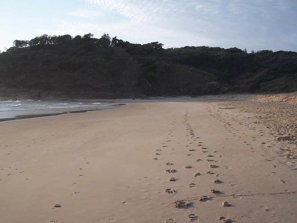 Chief phylum sand