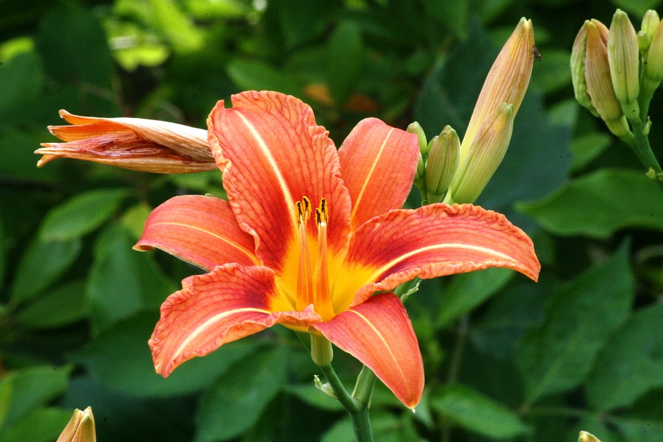 Orange blossom orange nature