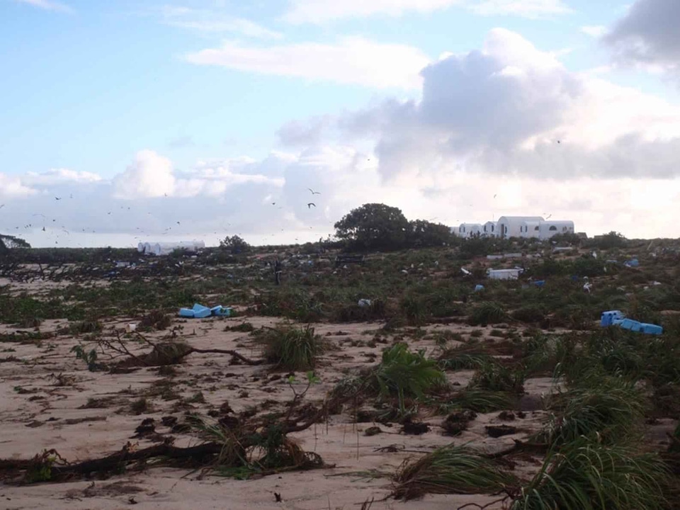 Island phylum tsunami