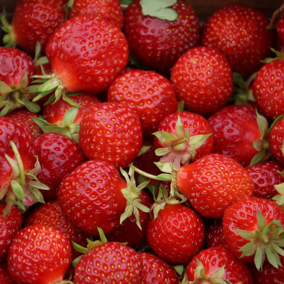 Green stem strawberry berry