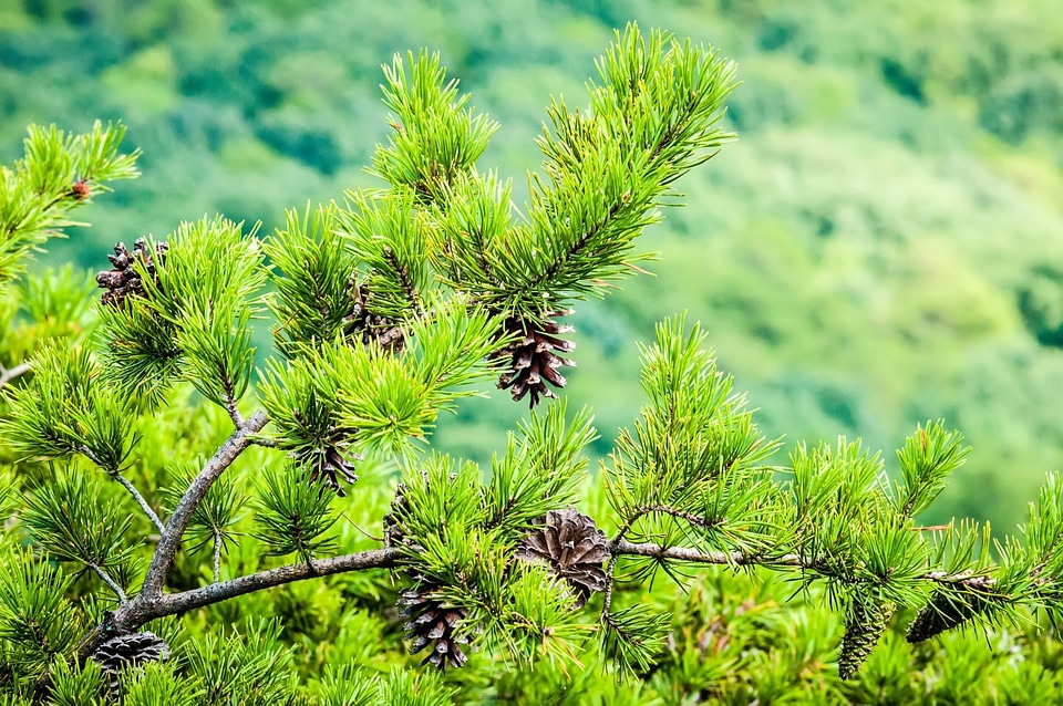 Crowder' mountain crowders mountain evergreens