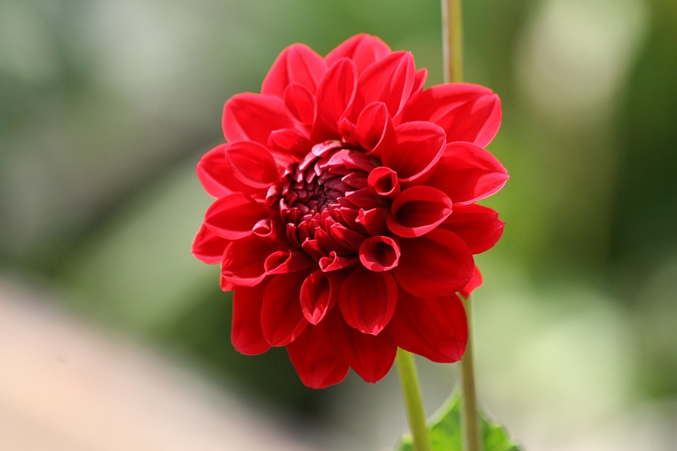 Bloom flowers exotic