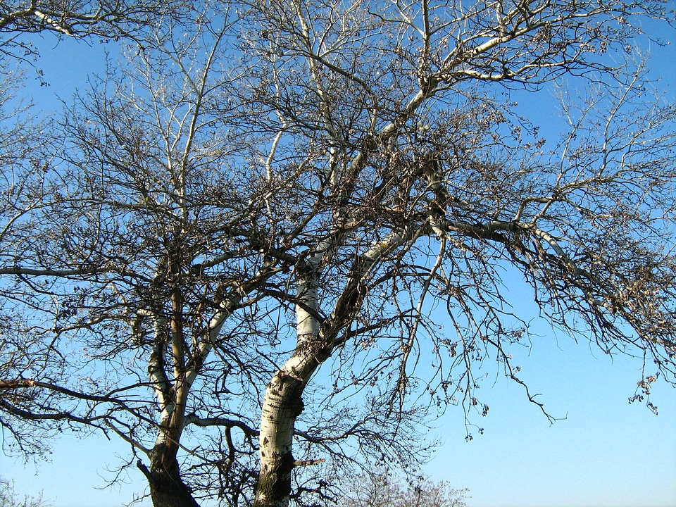 Landscape nature branches