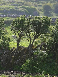 Greenery hedge mountain