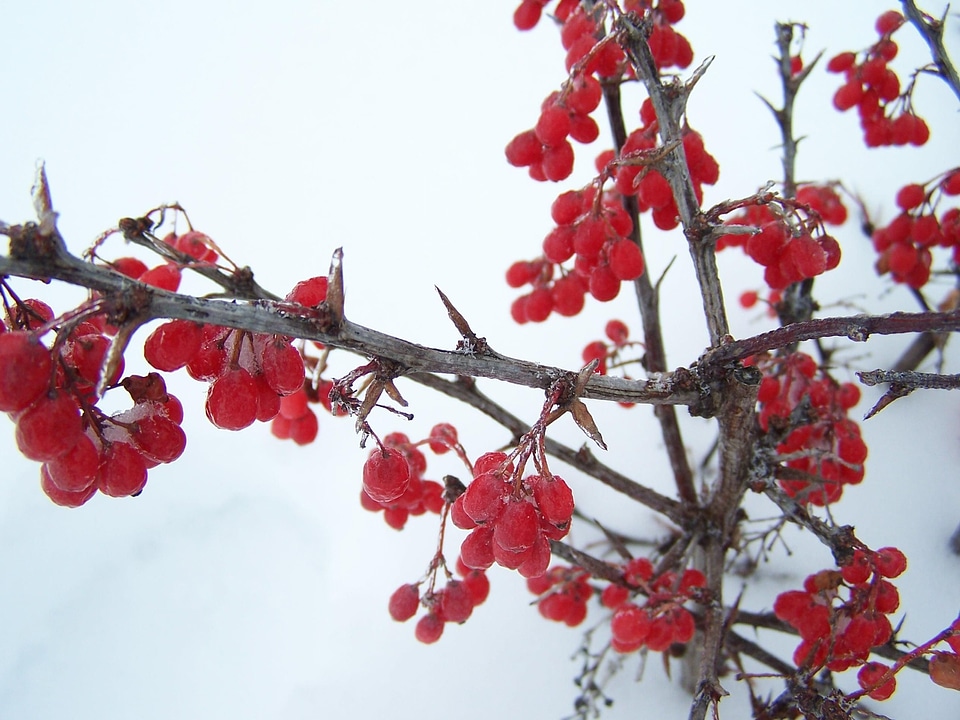 Berries frost ice