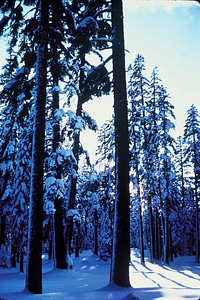 Forest winter 