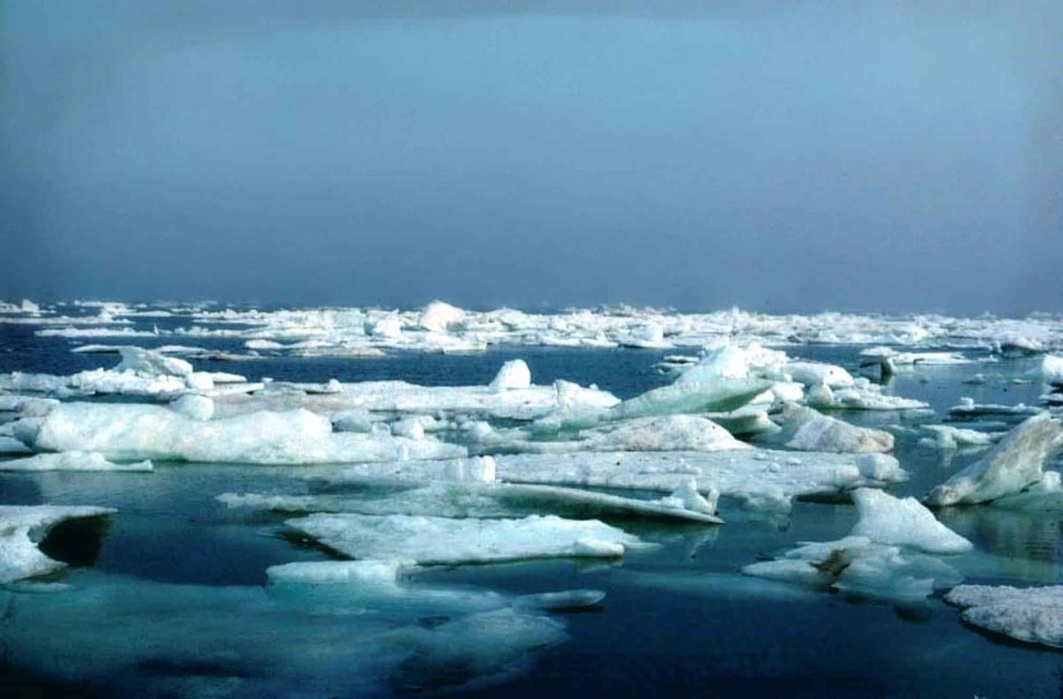 Arctic coastal plain ebony